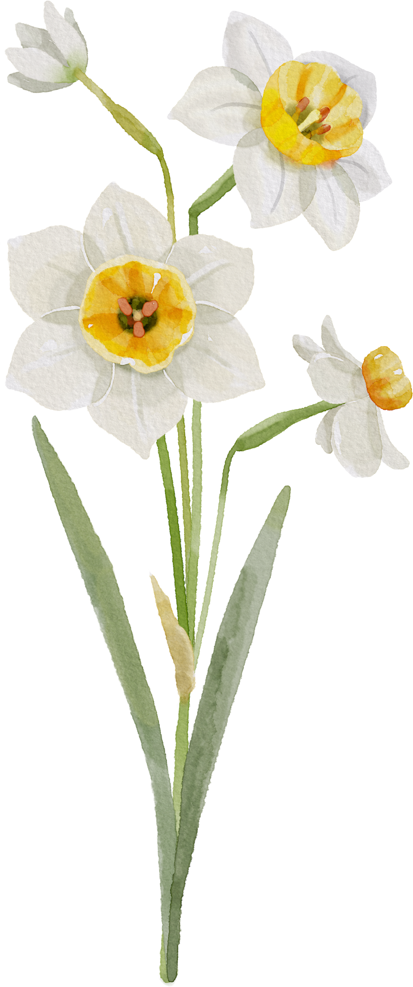 Floral Wall Art -Birth Month 7-12 flowers and names