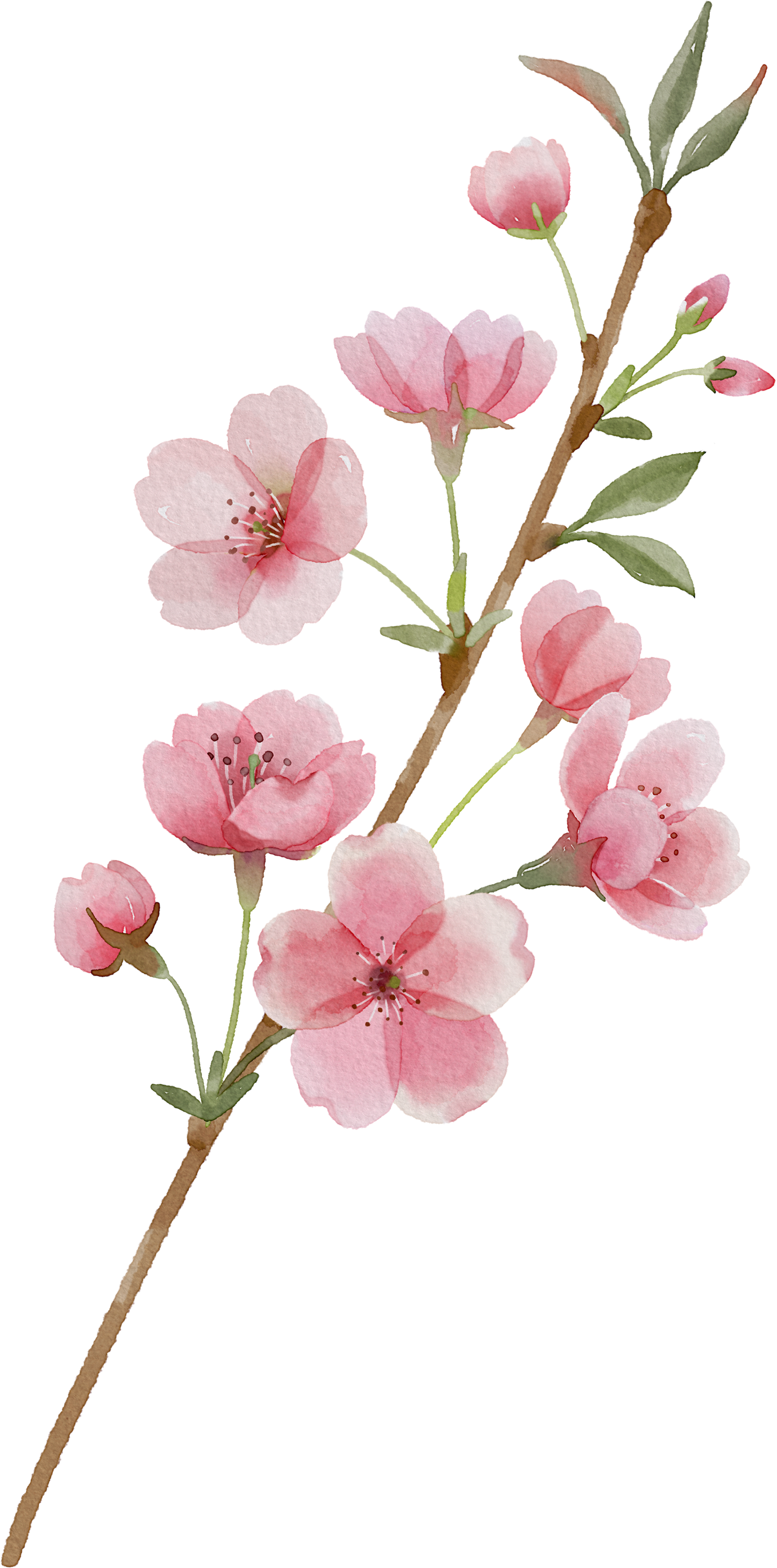 Floral Wall Art -Birth Month 1-6 flowers and names