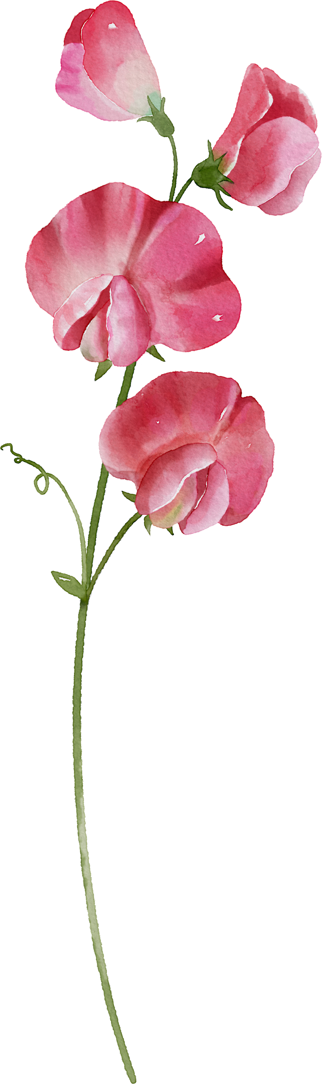 Floral Wall Art -Birth Month 7-12 flowers and names
