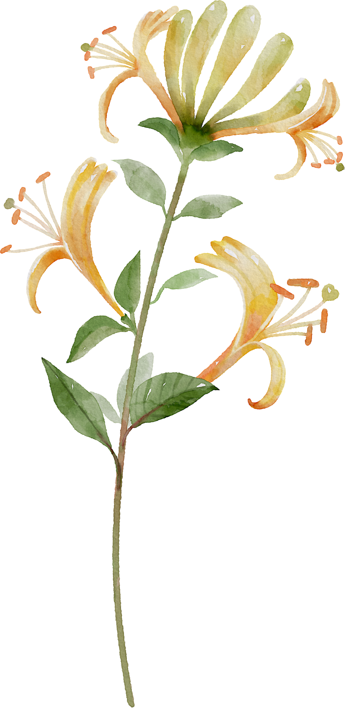 Floral Wall Art -Birth Month 7-12 flowers and names