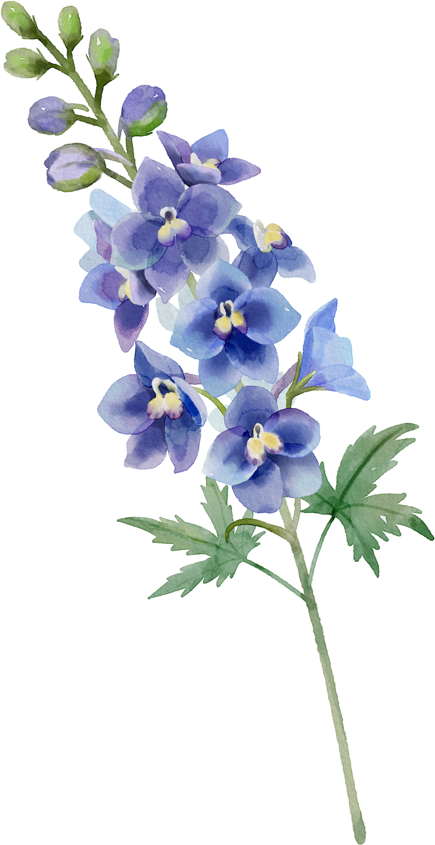 Floral Wall Art -Birth Month 7-12 flowers and names