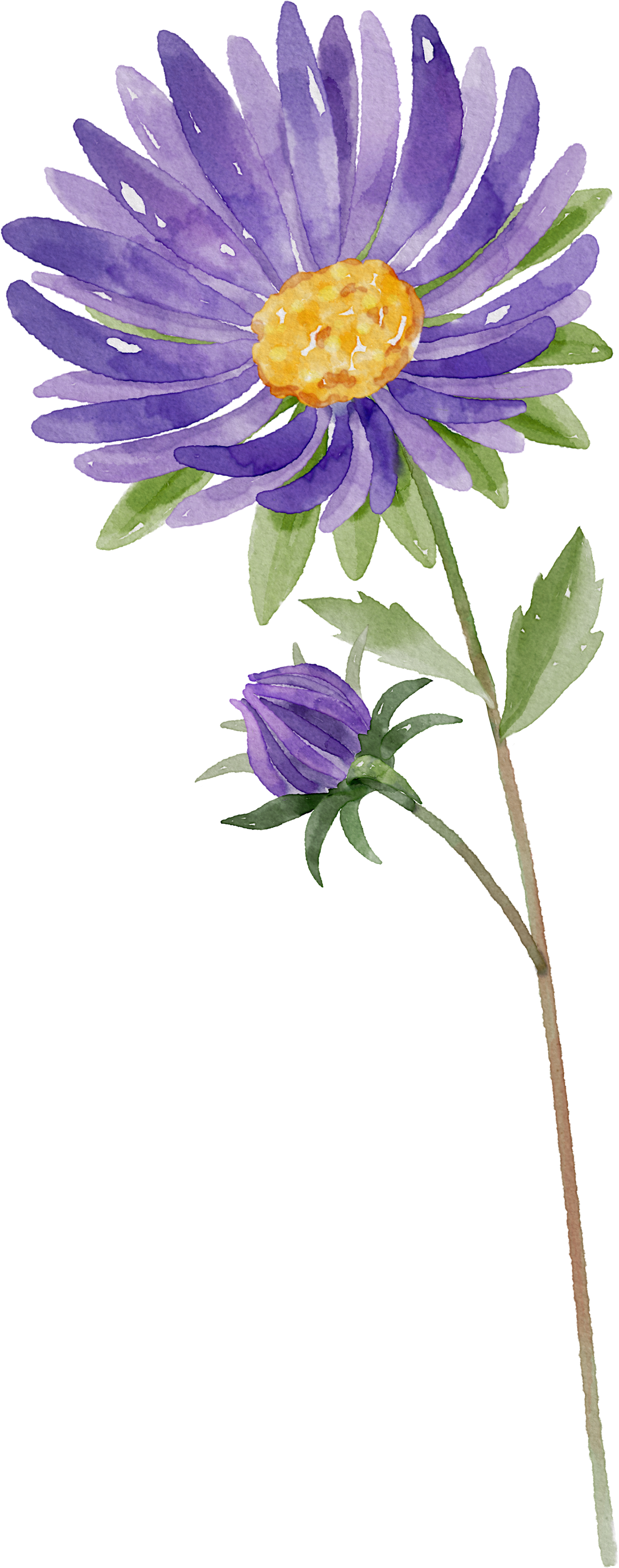 Floral Wall Art -Birth Month 1-6 flowers and names